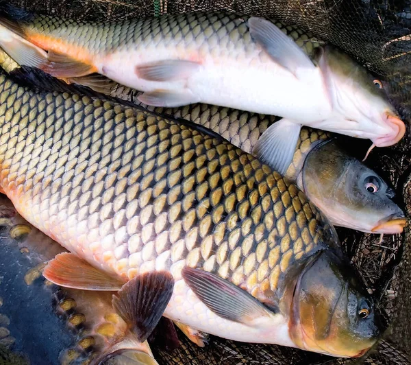 Christmas Traditional Czech Carp Bohemian Cuisine Freshwater Fish Carp Cyprinus — Stock Photo, Image