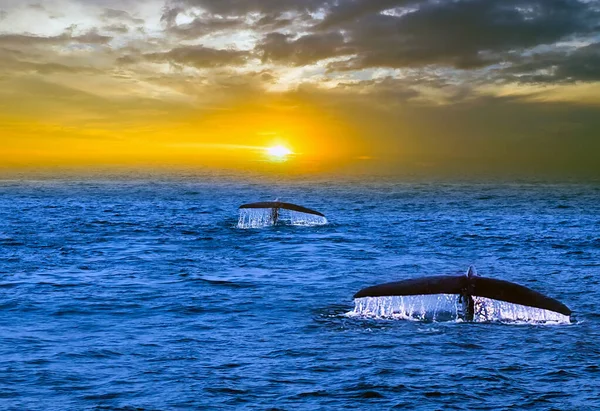 Baleias Cauda Respingo Gota Queda Água Fundo Azul Céu — Fotografia de Stock