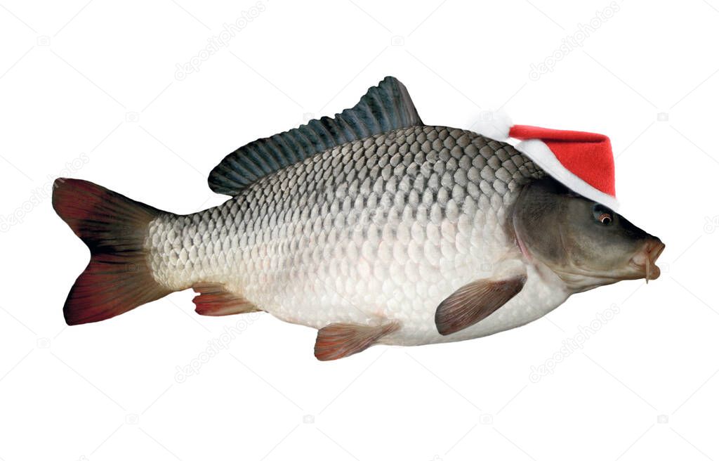 Christmas fish big carp in Santa Claus red hat close-up isolated on white background