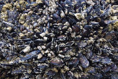 Midyeler kayaları ustalıkla kapladı. Su ve kumla kaplandı.