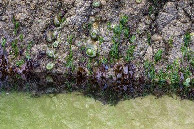 Oregon, Cannon plajında dev yeşil şakayıklar.