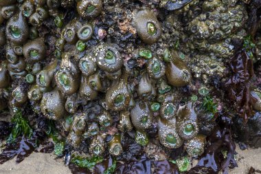 Oregon, Cannon plajında dev yeşil şakayıklar.