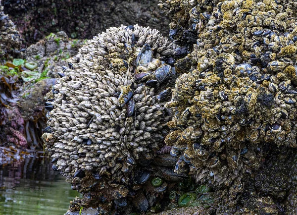 Mejillón cubierto de rocas ingeniosamente bordeado por el agua y la arena, a baja ti —  Fotos de Stock