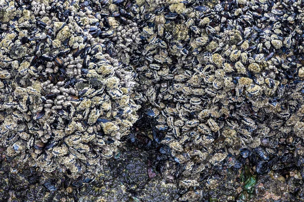 Mejillón cubierto de rocas ingeniosamente bordeado por el agua y la arena, a baja ti —  Fotos de Stock