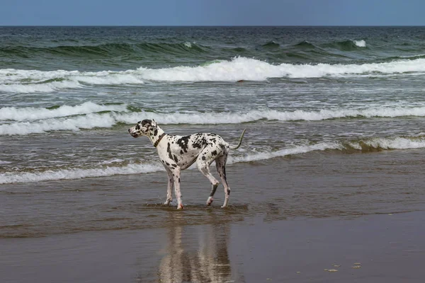 Dalmatian Dog playing at the Cannon beach, Oregon — Stockfoto