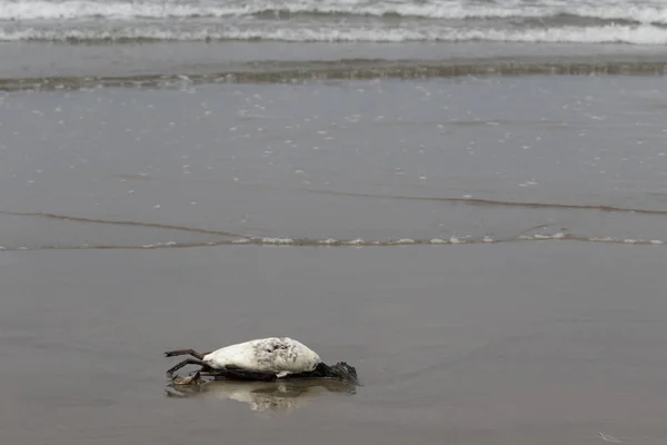 Cormoran mort sur une plage de sable. Cannon beach, Oregon — Photo