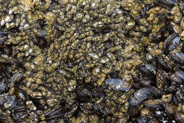 Rochers recouverts de moules habilement bordé par l'eau et le sable, à faible ti — Photo