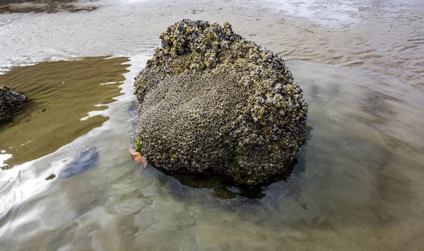 Cannon Beach, Oregon — Fotografia de Stock