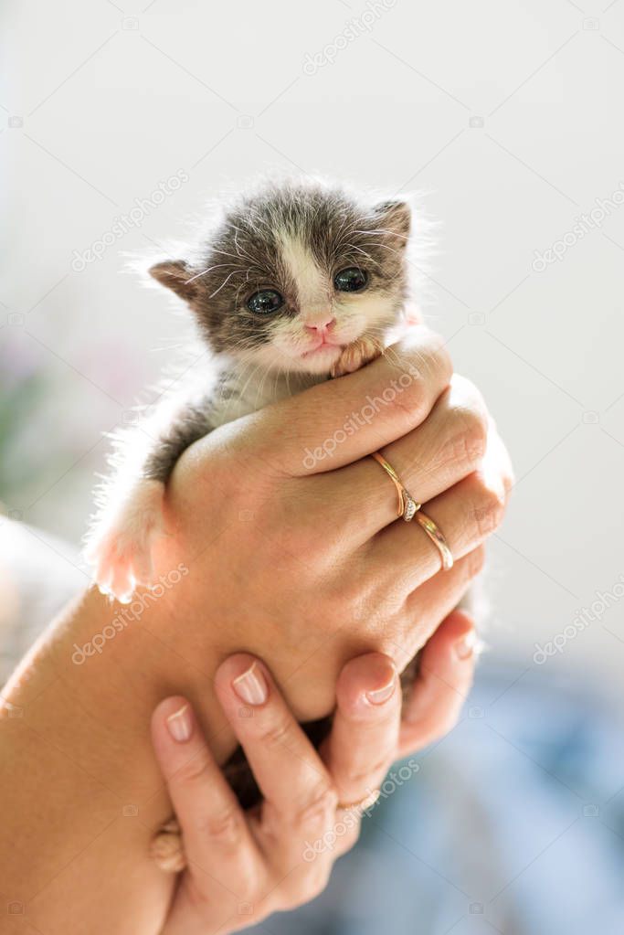 sweet newborn grey kitten in the  hands