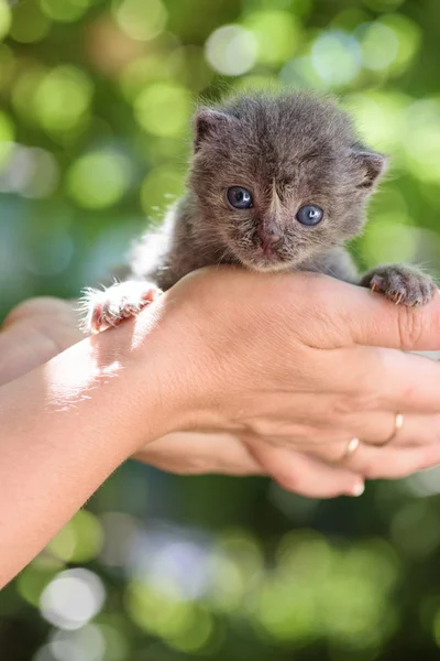 可爱的新生灰色小猫在手 — 图库照片