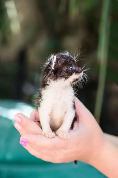 Newborn Black White Sweet Kitten Hands — Stock Photo, Image