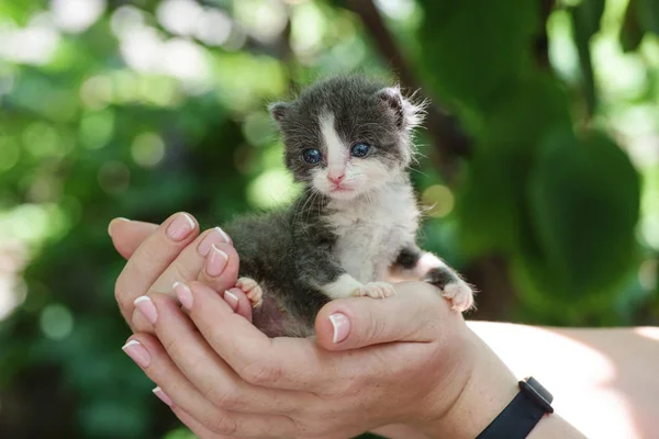 可爱的新生灰色小猫在手 — 图库照片