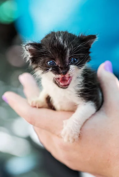 Recém Nascido Preto Branco Doce Gatinho Mãos — Fotografia de Stock