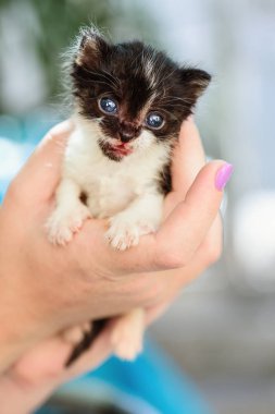 Yeni doğmuş siyah beyaz tatlı yavru elinde