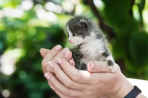 Süßes Neugeborenes Graues Kätzchen Den Händen — Stockfoto