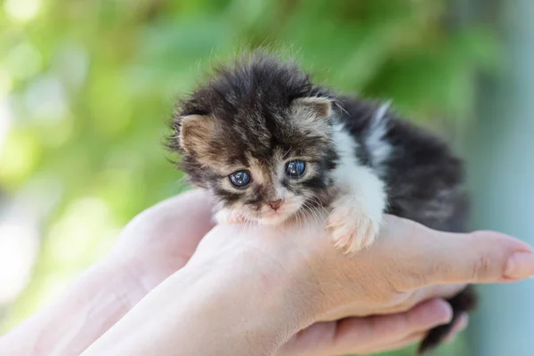 新生毛茸茸的小猫在女人的手里 — 图库照片