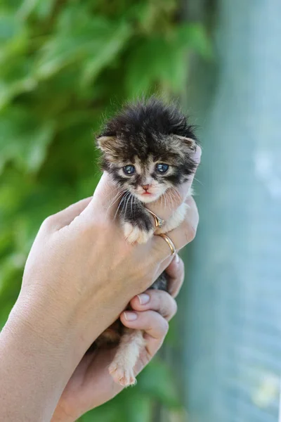 新生毛茸茸的小猫在女人的手里 — 图库照片