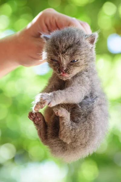 可爱的新生灰色小猫在手 — 图库照片