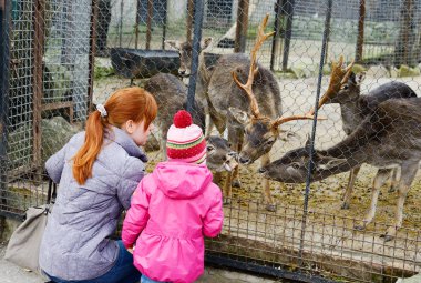 Geyikler besleme hayvanat bahçesinde iki kız kardeş 