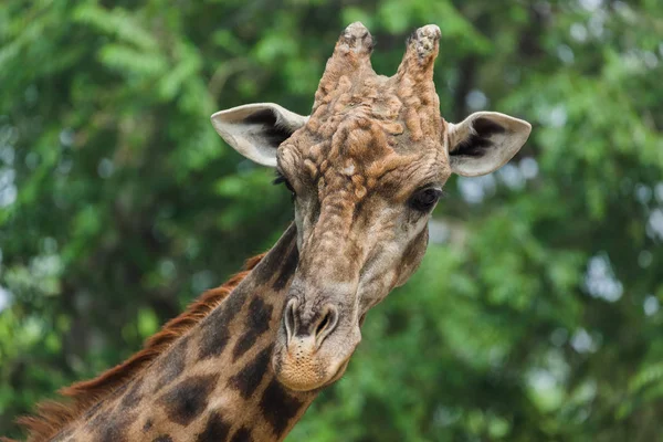 Žirafa Parku Zvířecí Pozadí — Stock fotografie