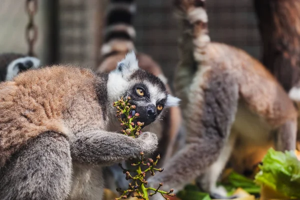Lemur Park Animal Background — Stock Photo, Image