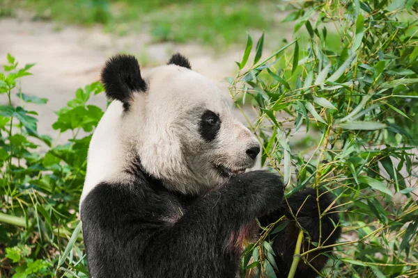 Giant Panda Park Υπόβαθρο Των Ζώων — Φωτογραφία Αρχείου