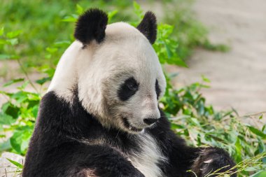 Dev panda Park - hayvan arka plan