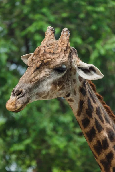 Giraffe in park - animal background