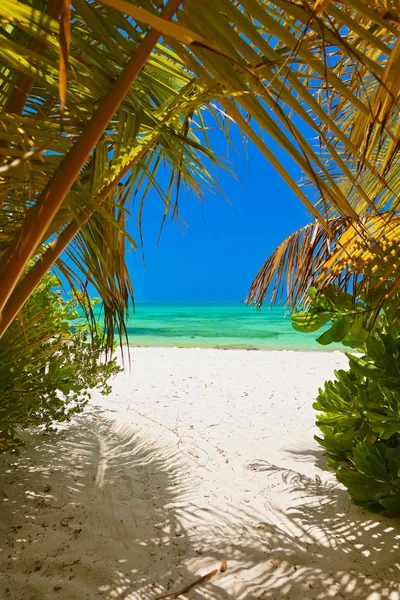 Maldiven Strand Natuur Vakantie Achtergrond — Stockfoto