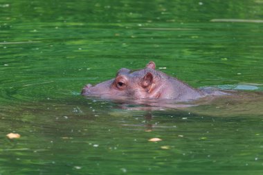 Suda su aygırı - hayvan geçmişi