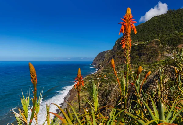 Flowers Coast Boaventura Madeira Portugal Travel Background — Stock Photo, Image