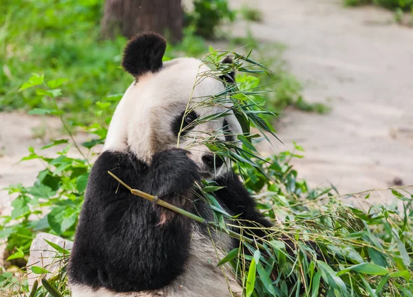 Panda Gigante Comendo Bambu Fundo Animal — Fotografia de Stock