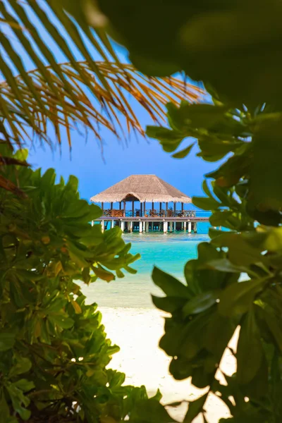 Cafe Tropical Maldív Szigetek Természet Utazási Háttér — Stock Fotó
