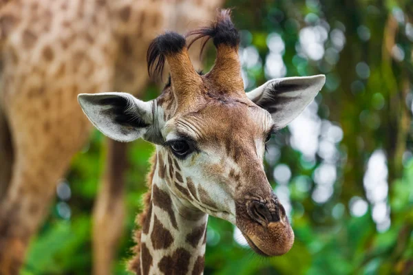 Žirafa Parku Zvířecí Pozadí — Stock fotografie