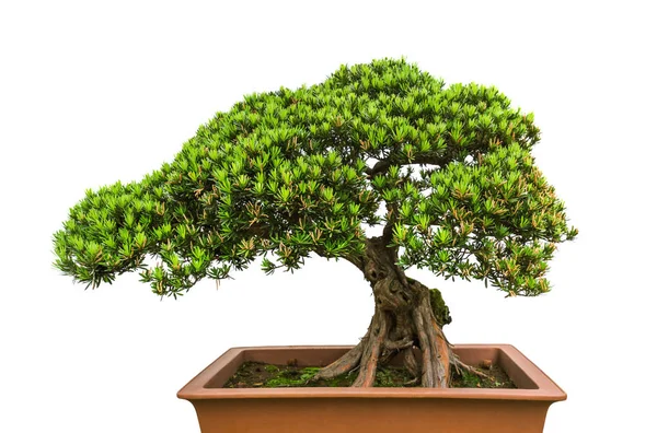 Bonsai Boom Geïsoleerd Witte Achtergrond — Stockfoto