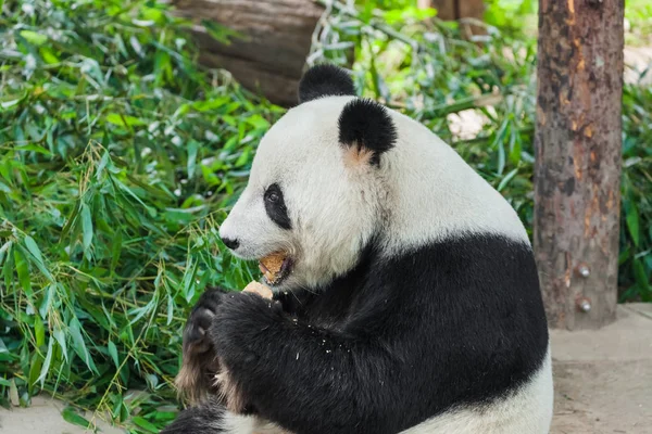Giant Panda Park Υπόβαθρο Των Ζώων — Φωτογραφία Αρχείου