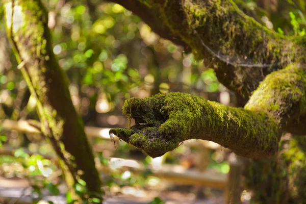 Tree Hand Rainforest Gomera Canary Islands Spain — Stock Photo, Image