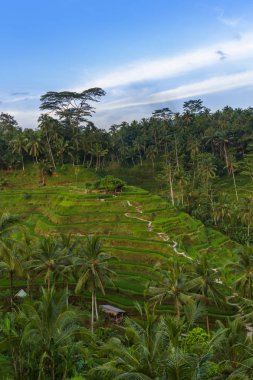 Endonezya 'daki Jatiluwih pirinç tarlaları - seyahat ve doğa geçmişi