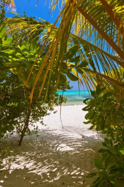 Maldivler plaj - doğa tatil arka plan