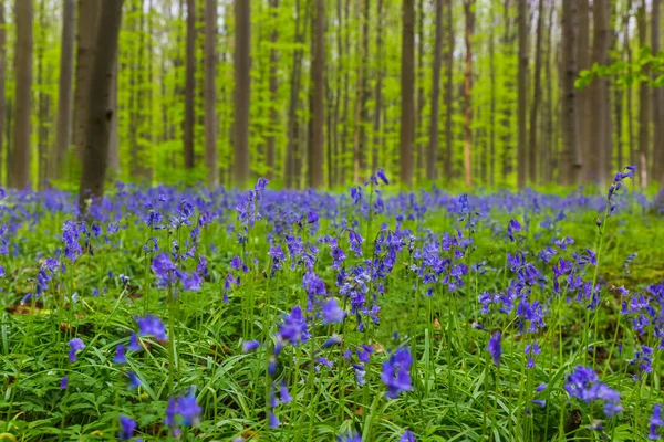 Floresta Famosa Hallerbos Bruxelas Bélgica Fundo Natureza — Fotografia de Stock