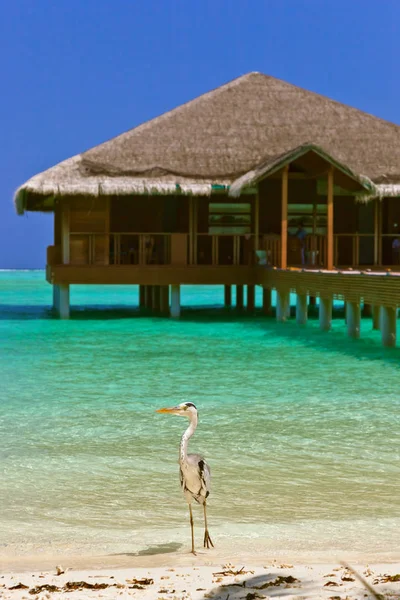 Häger Maldiverna Strand Natur Bakgrund — Stockfoto