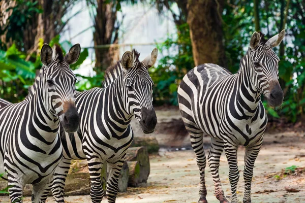 Zebra Parku Zvířecí Pozadí — Stock fotografie