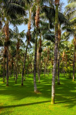 tenerife, Kanarya - Palms doğa seyahat arka plan