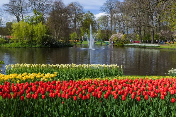 Λουλούδια Στον Κήπο Keukenhof Ολλανδία Φόντο Της Φύσης — Φωτογραφία Αρχείου