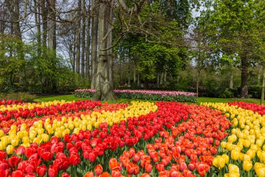 Hollanda 'nın Keukenhof bahçesinde çiçekler - doğa arka planı