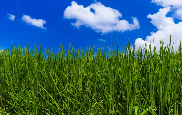 草と曇りの空 抽象的な自然背景 — ストック写真