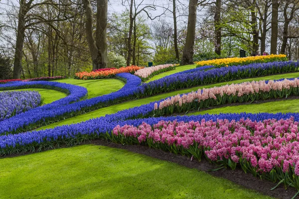 Hollanda Nın Keukenhof Bahçesinde Çiçekler Doğa Arka Planı — Stok fotoğraf