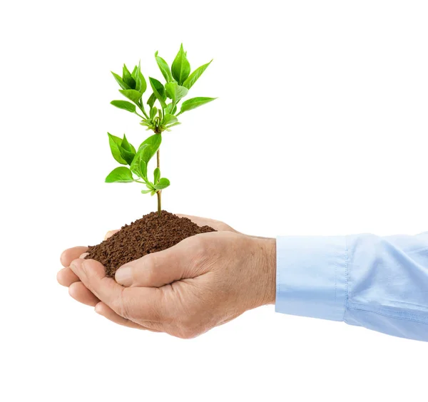 Old man hands and plant — Stock Photo, Image