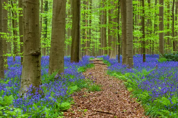 Berömda skogen Hallerbos i Bryssel Belgien — Stockfoto