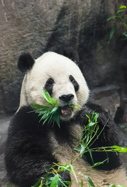 ジャイアントパンダが竹を食べる — ストック写真